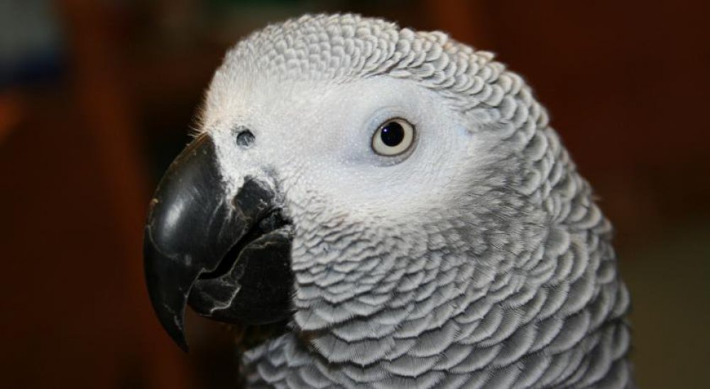 immagine slideshow