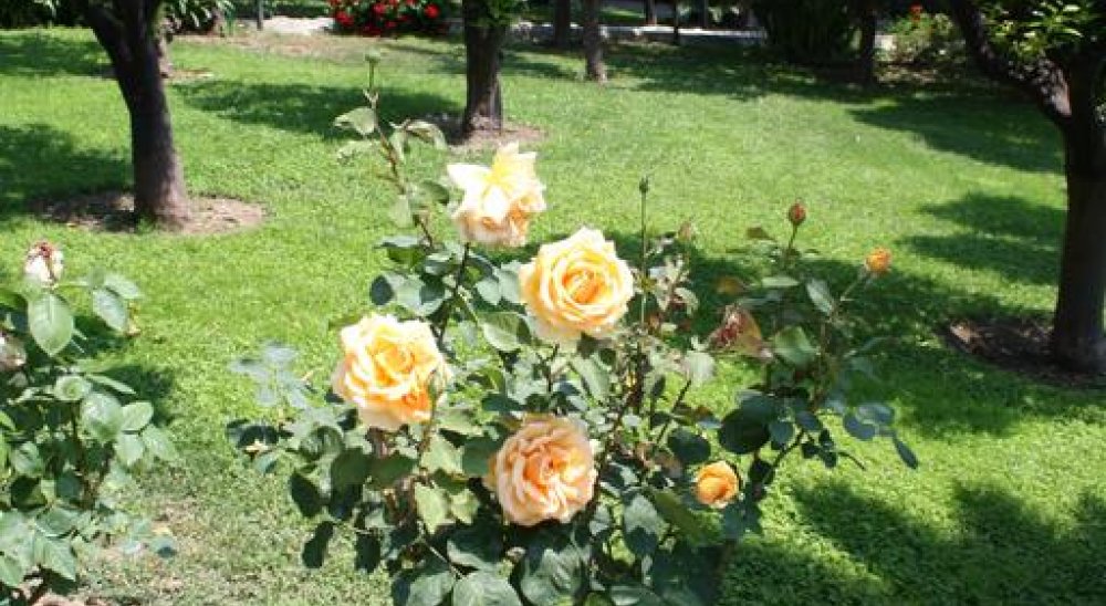 slideshow image